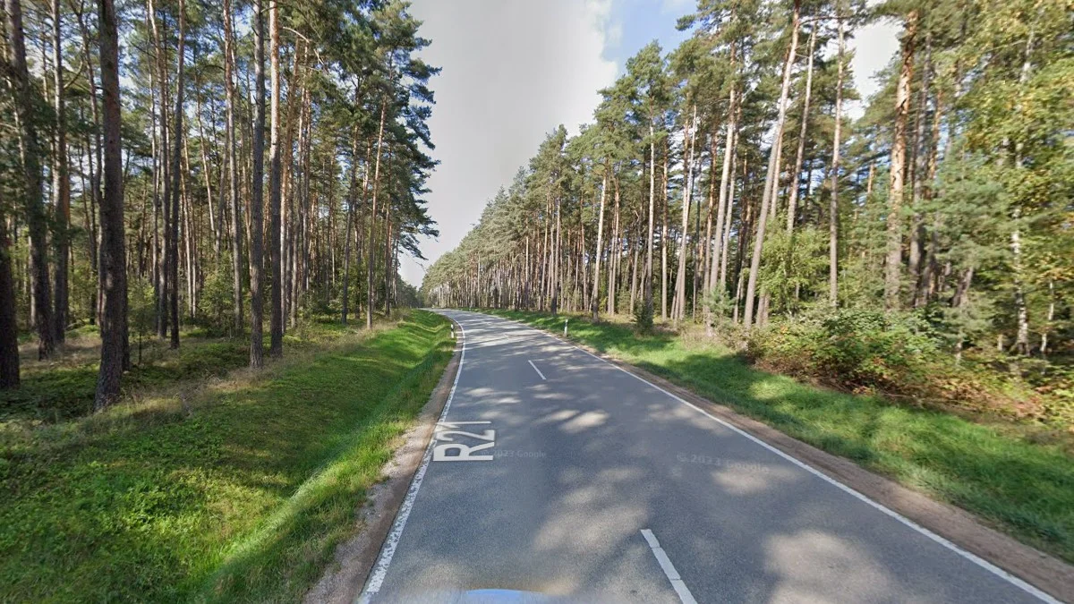 東北部波羅的海松樹