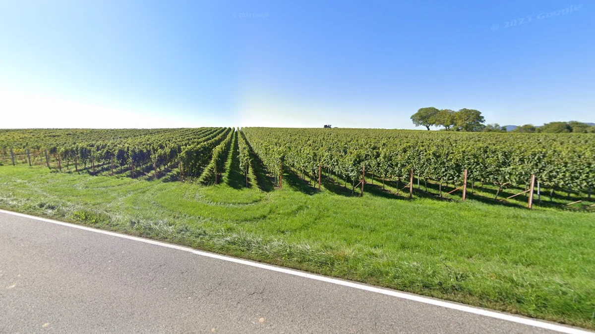 德國西南部的葡萄園