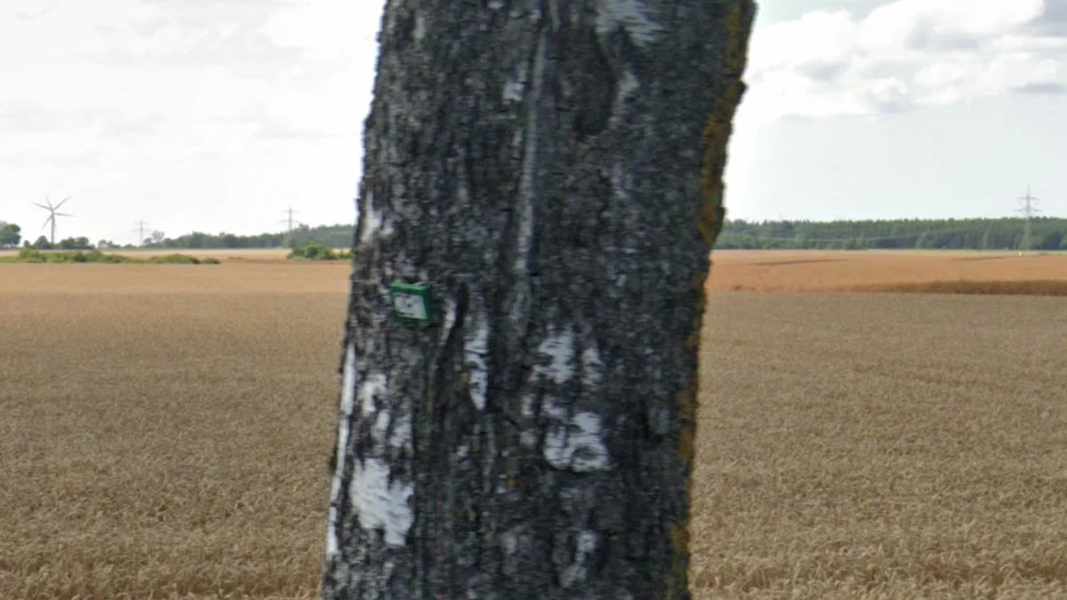 布蘭登堡與梅克倫堡樹木綠標