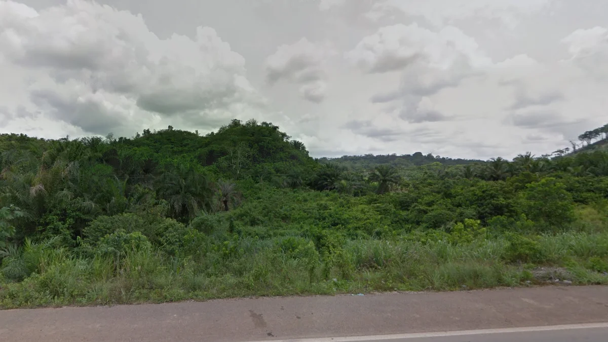 西南與東部茂密森林