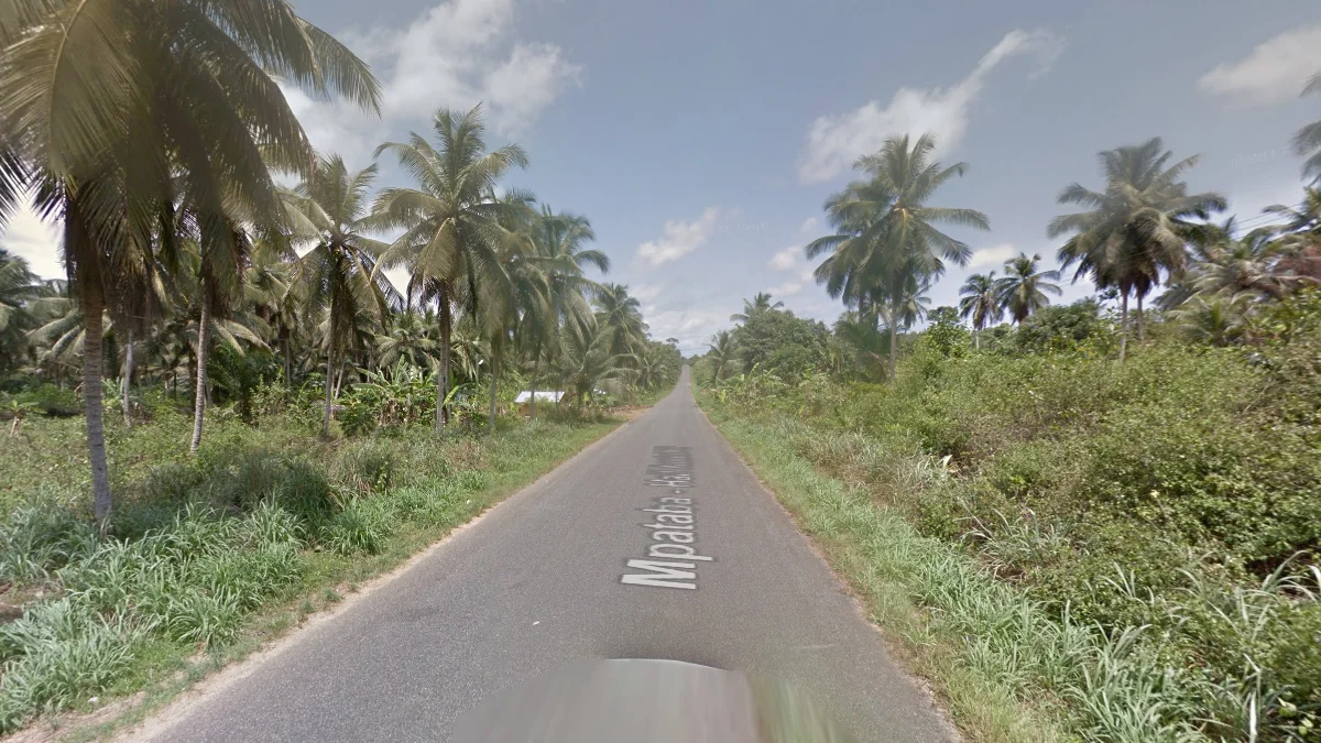 沿海地區高大棕櫚樹