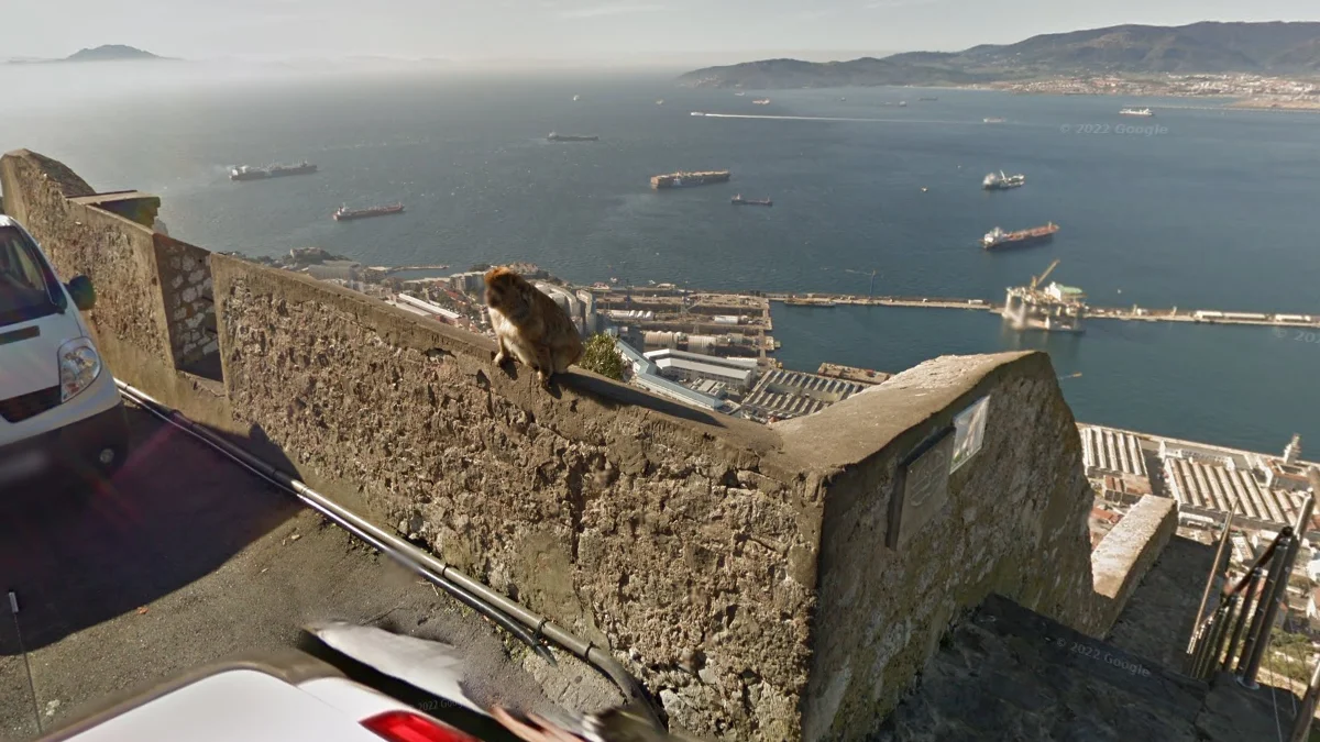 歐洲唯一的野生猴子