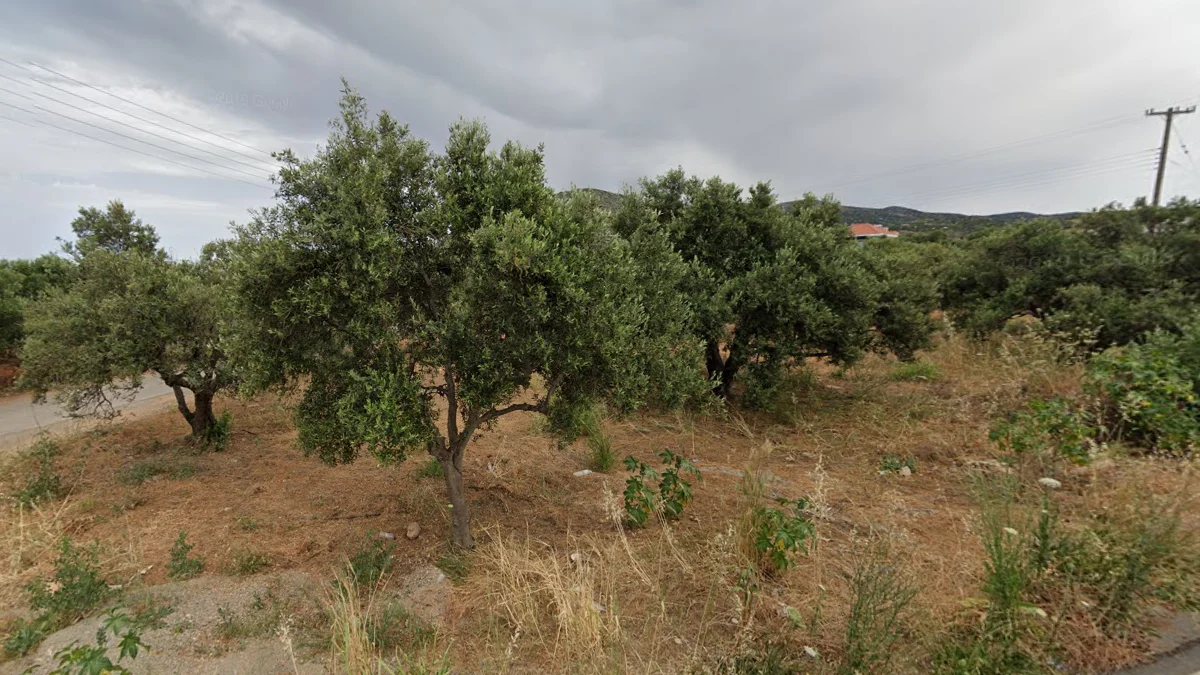 沿海地區橄欖種植園