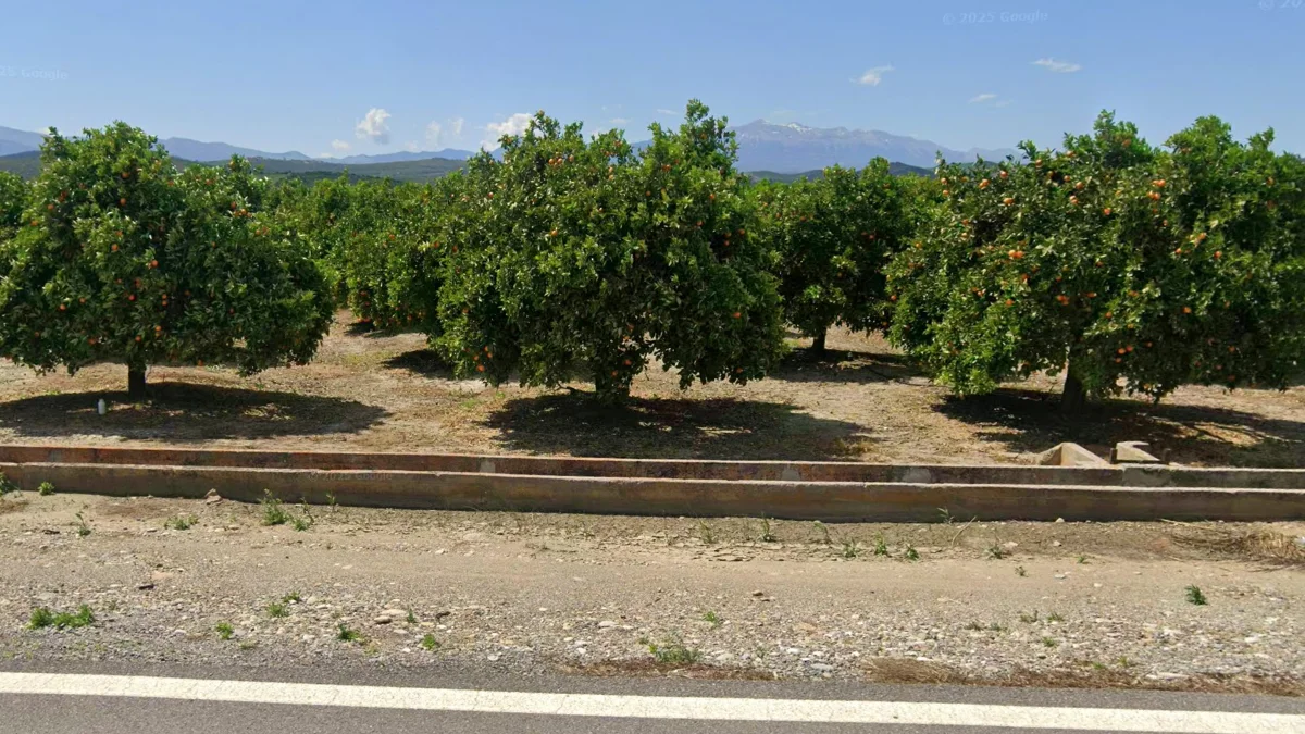 沿海地區柑橘種植園