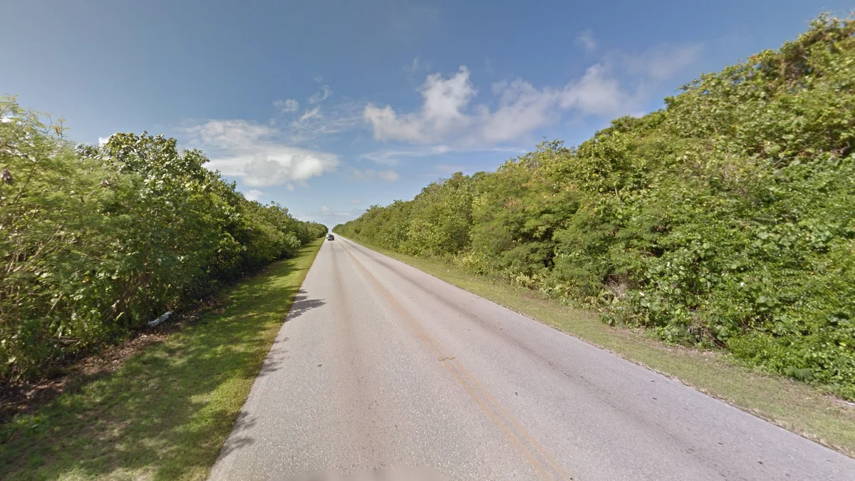 茂密低矮熱帶植被