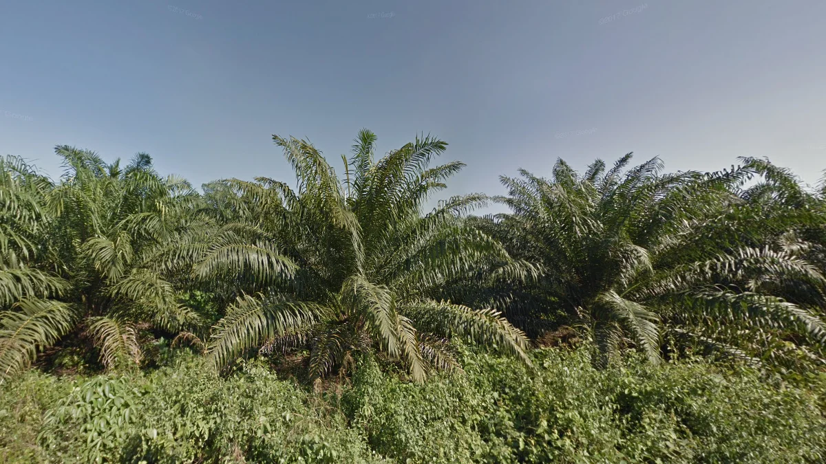 油棕櫚種植園分佈