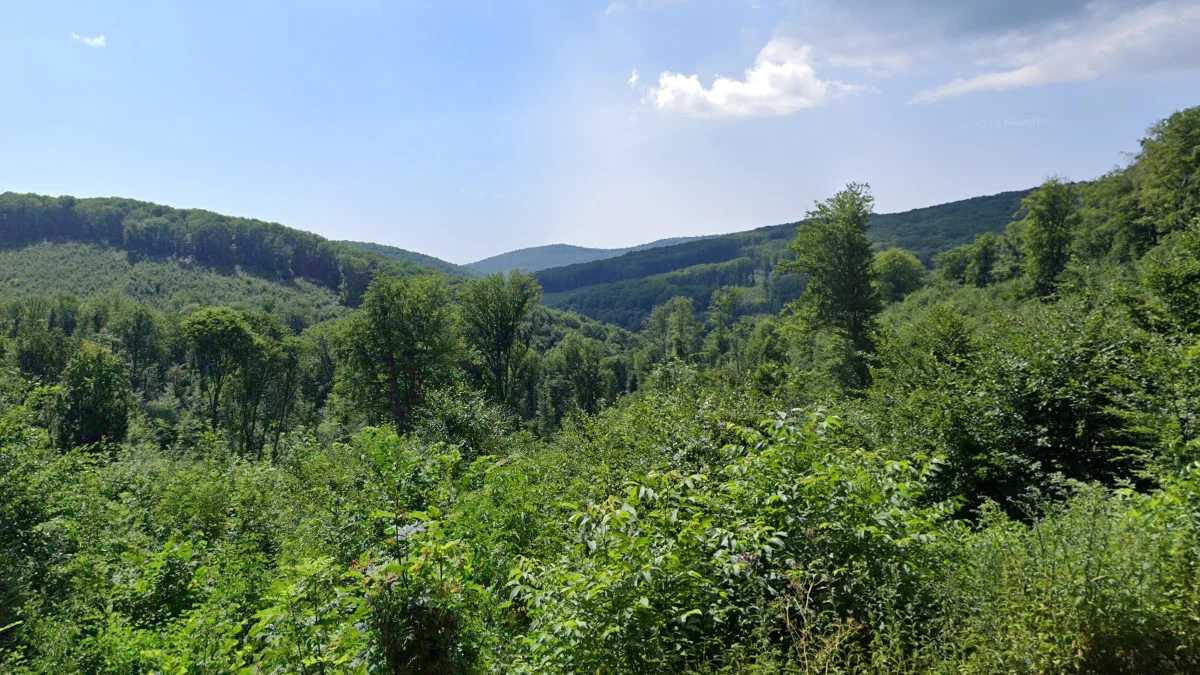北部西部森林山區