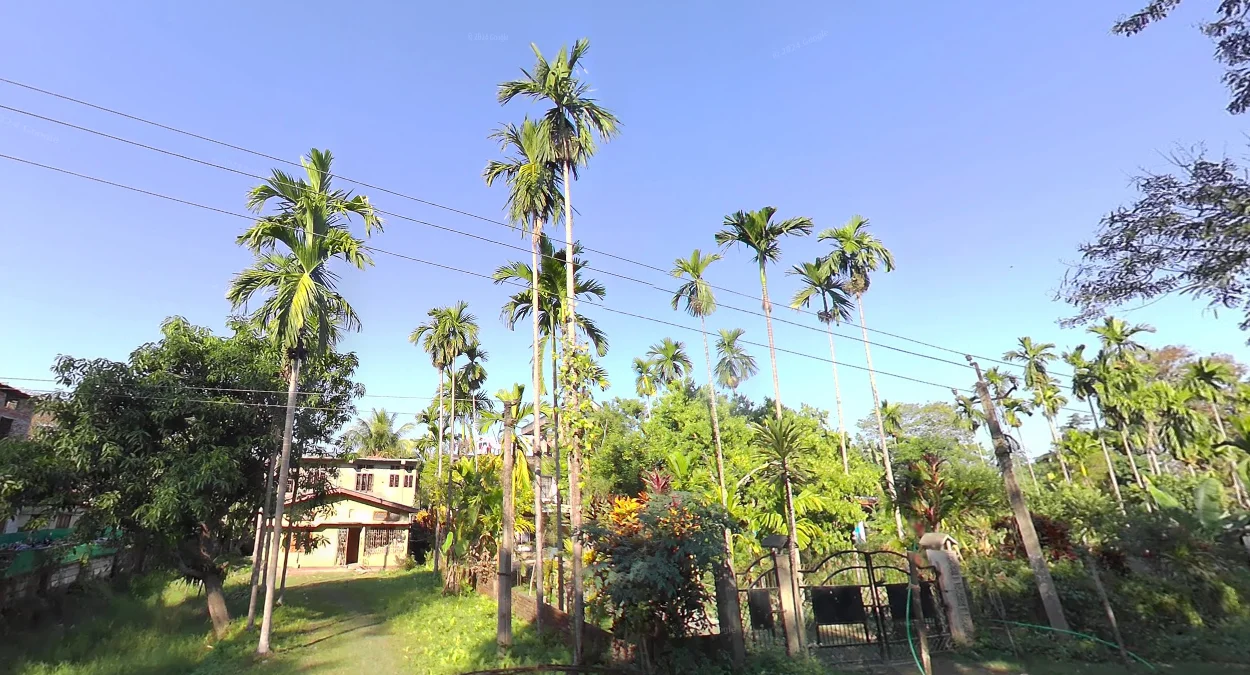 檳榔樹細長樹幹