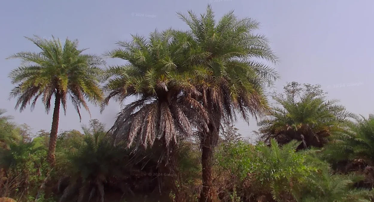 印度中部棗椰樹