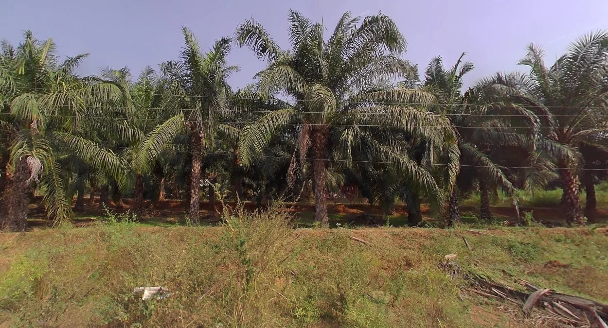 安得拉邦油棕櫚園