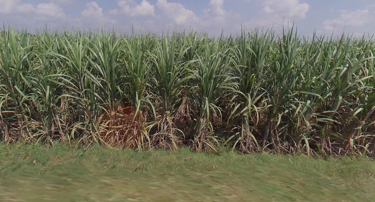 印度甘蔗種植區