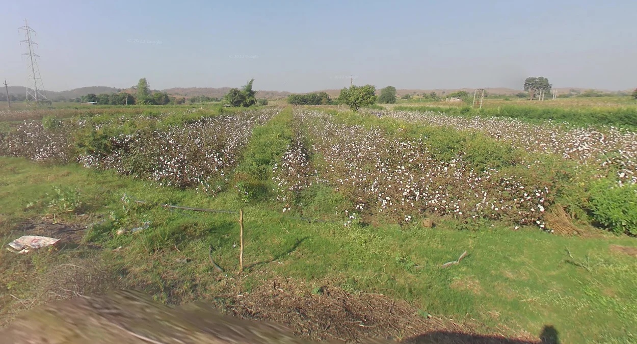 印度西部棉花種植