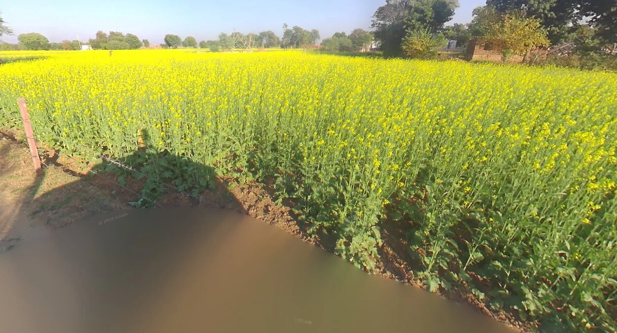 拉賈斯坦邦油菜種植