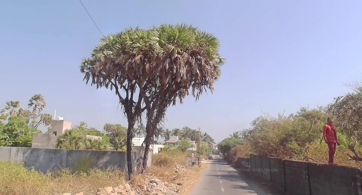 第烏聯邦屬地多分支棕櫚