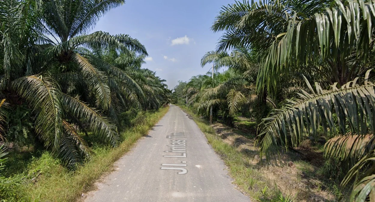 蘇門答臘加里曼丹油棕