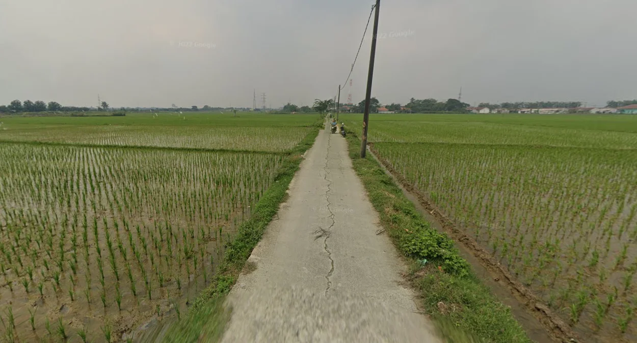 爪哇島水稻生產