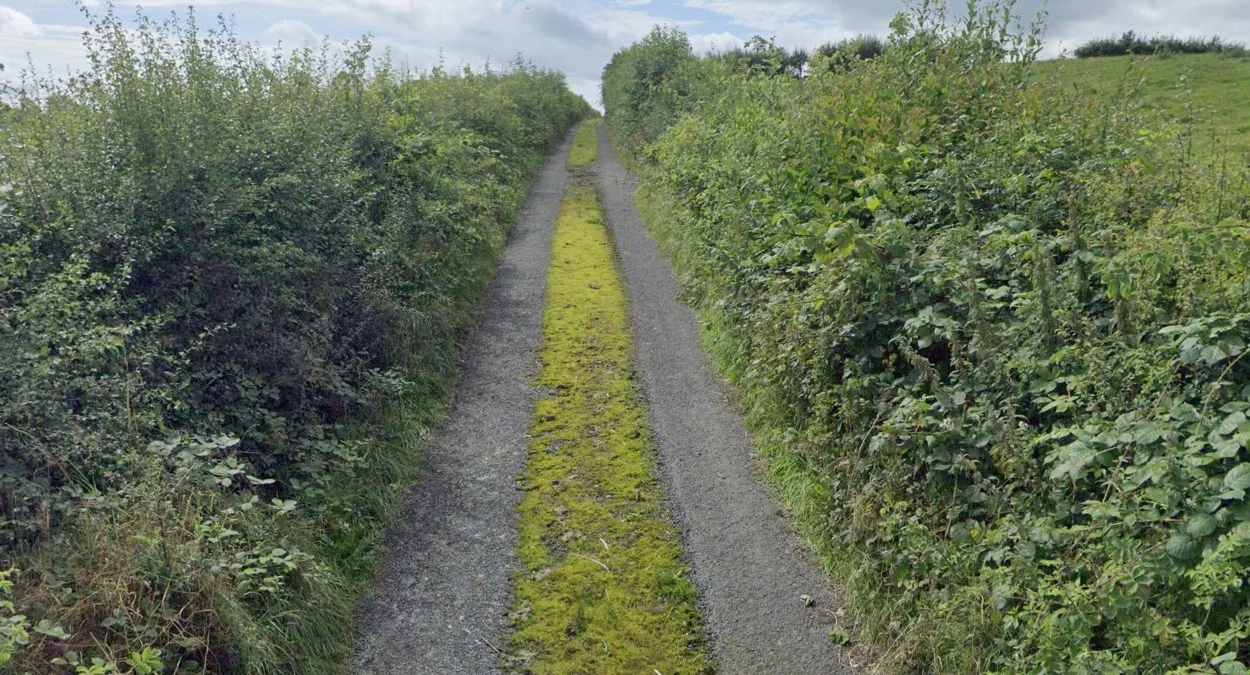 鄉村小路中央草帶