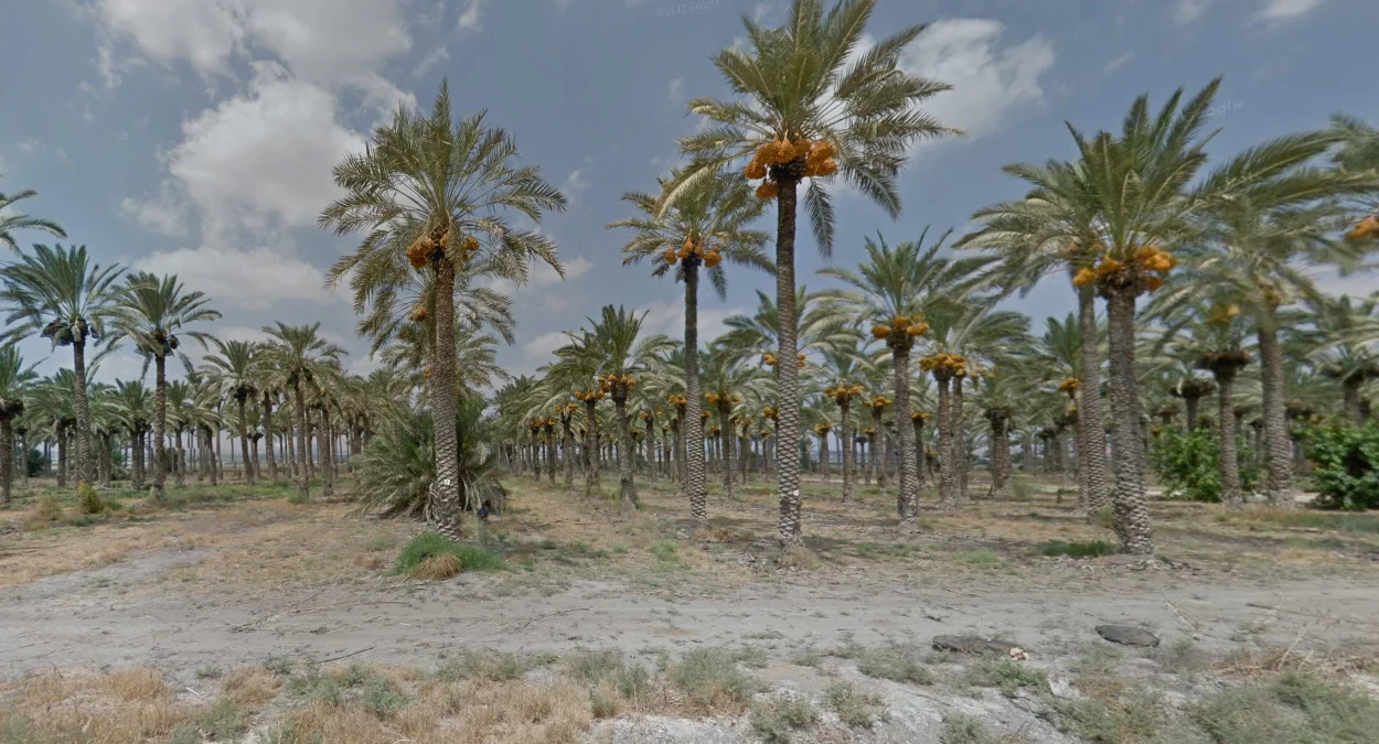 約旦邊境棗椰樹種植園