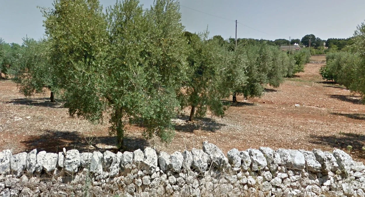 巴里橄欖種植園與紅土