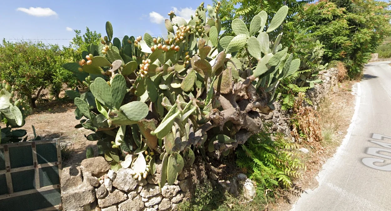 南部常見仙人掌