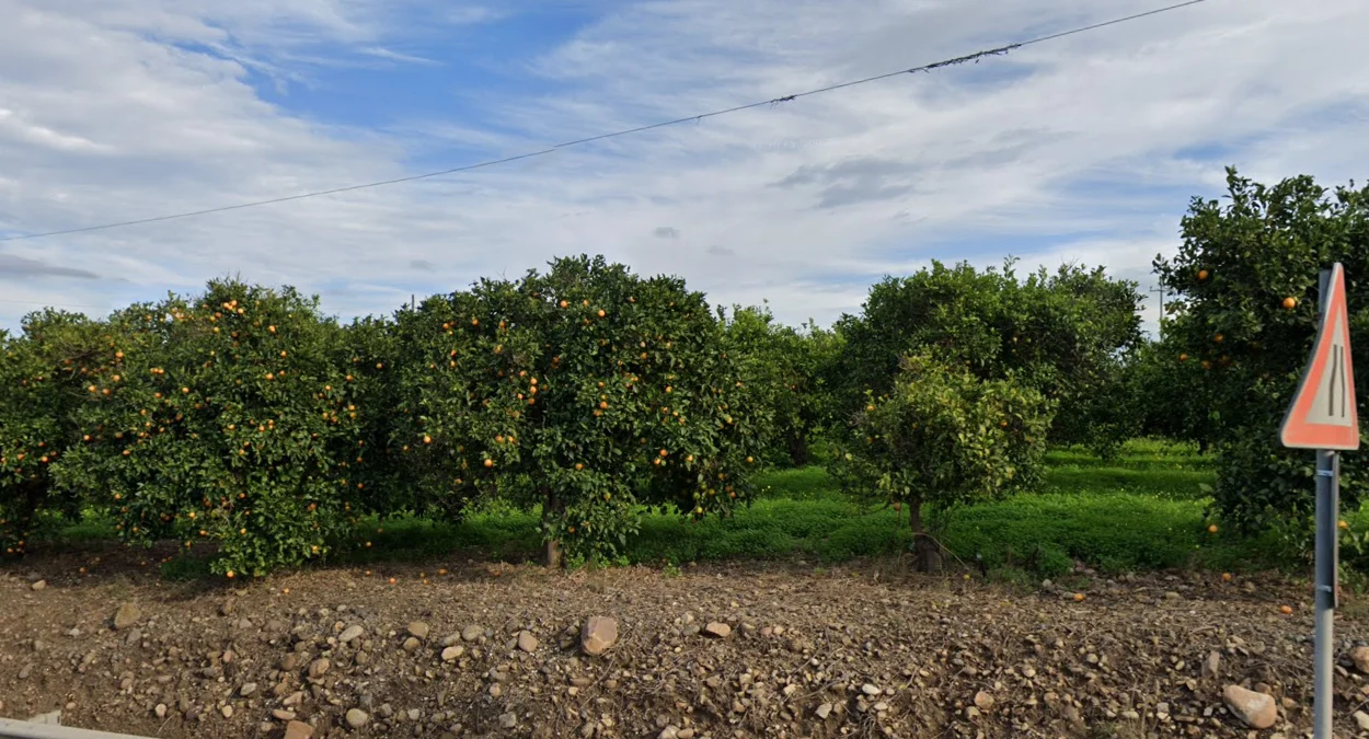 東西西里與卡拉布里亞柑橘園
