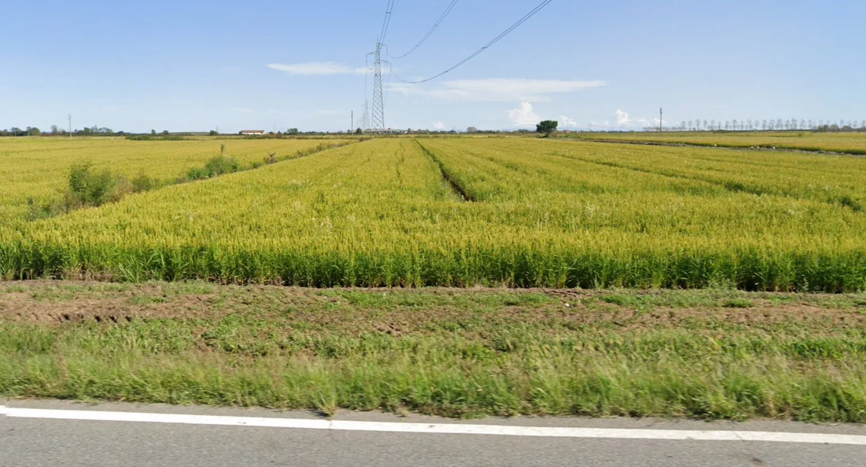 波河谷與撒丁島水稻
