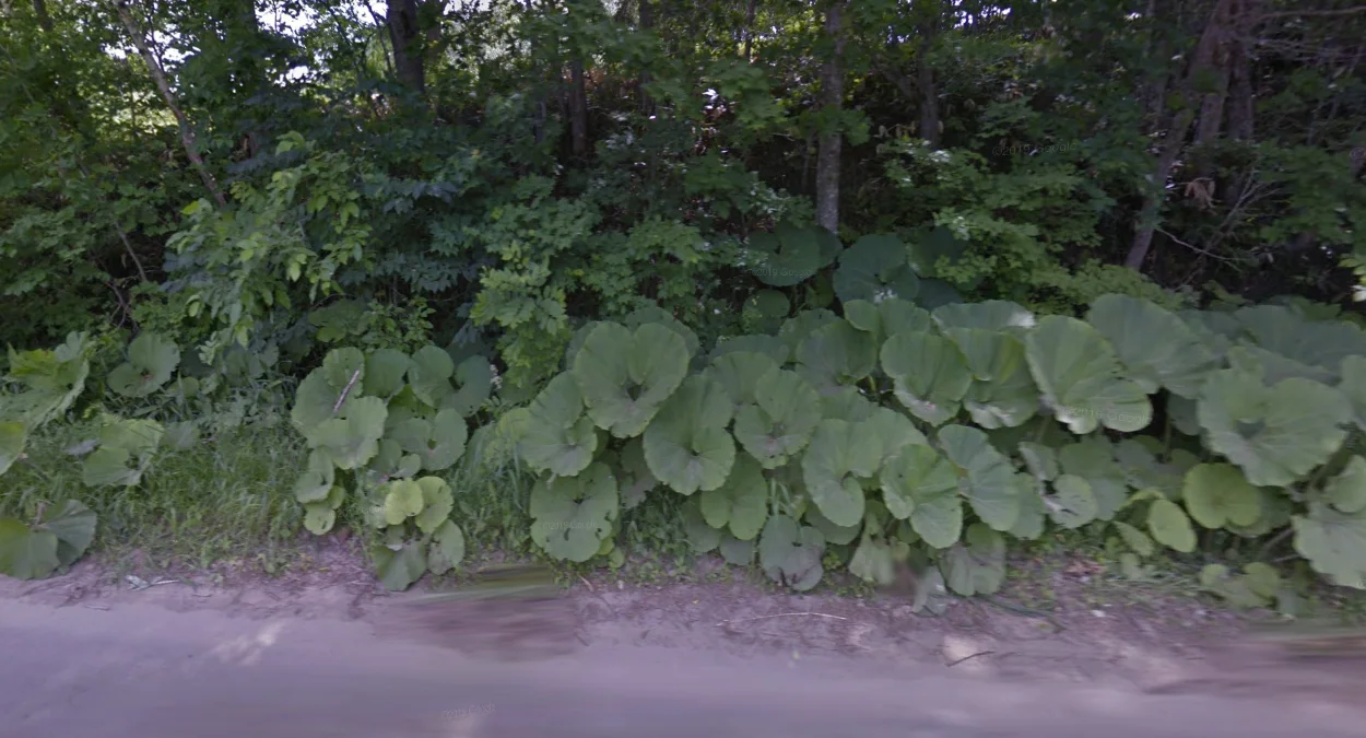 北海道大蜂斗菜