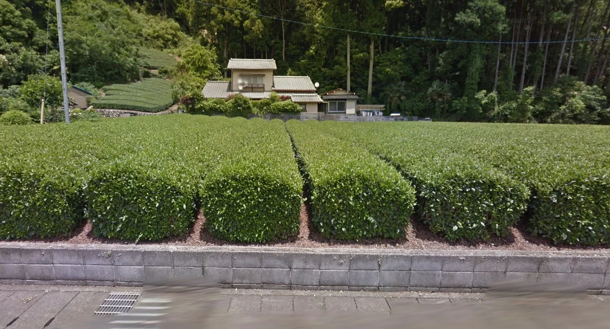 靜岡鹿兒島綠茶種植園