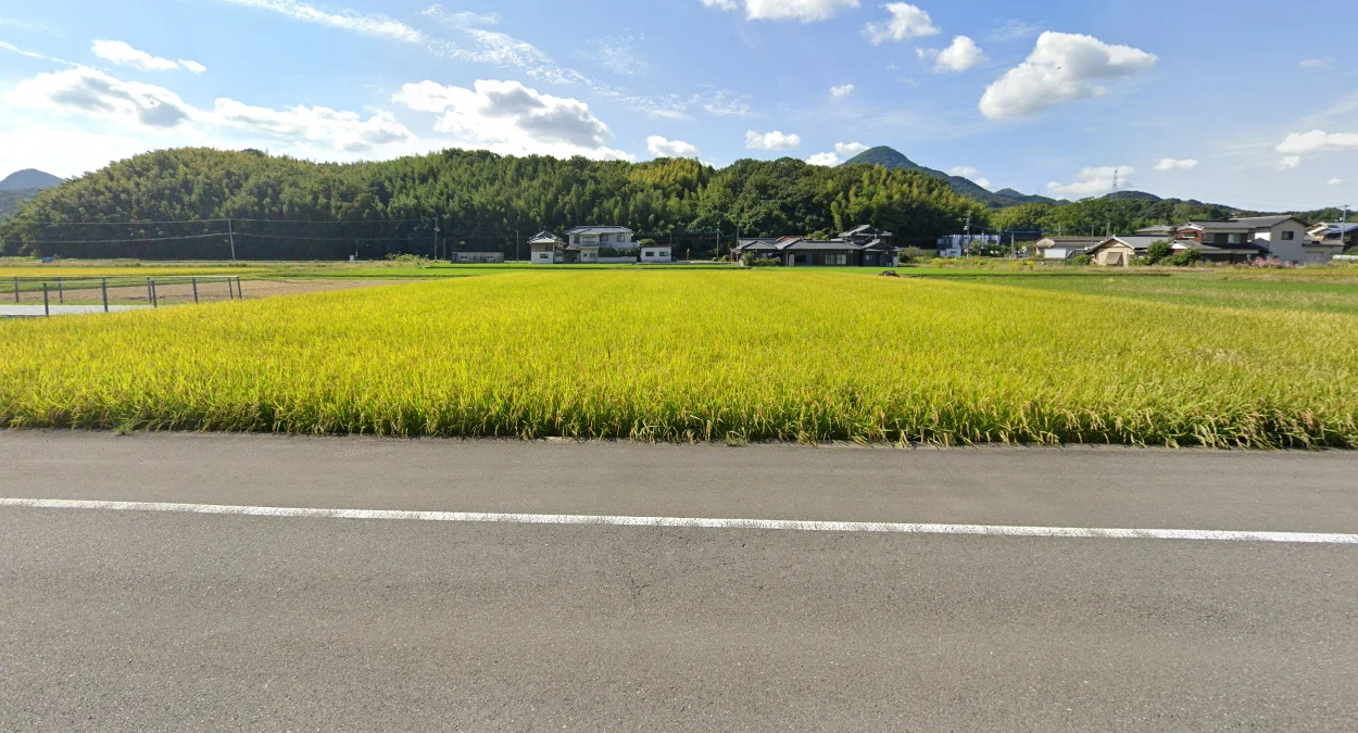 東京以北水稻種植