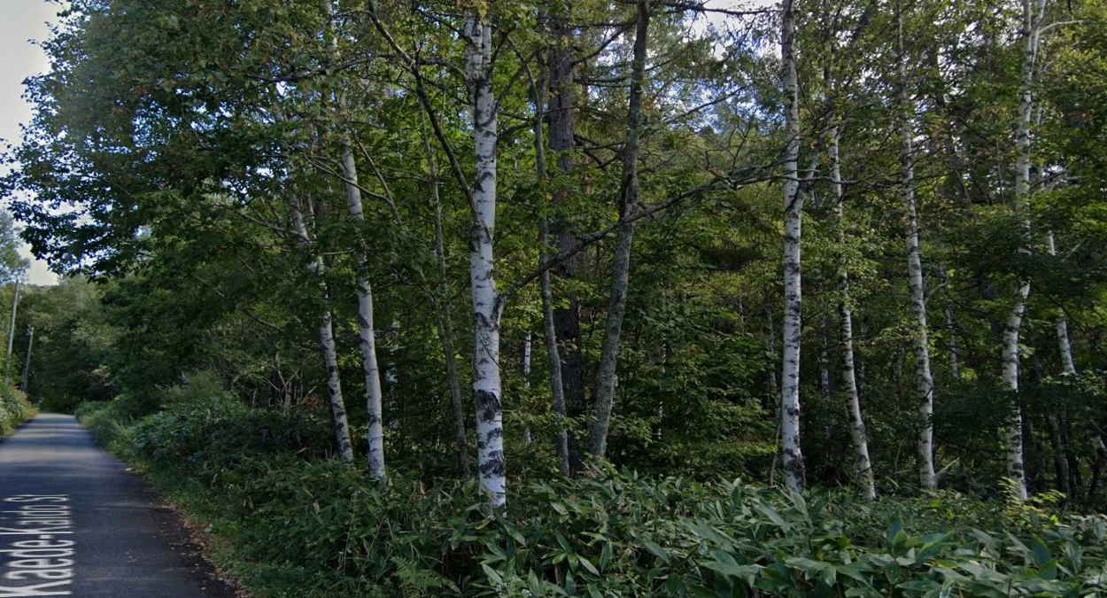 中部北海道日本白樺