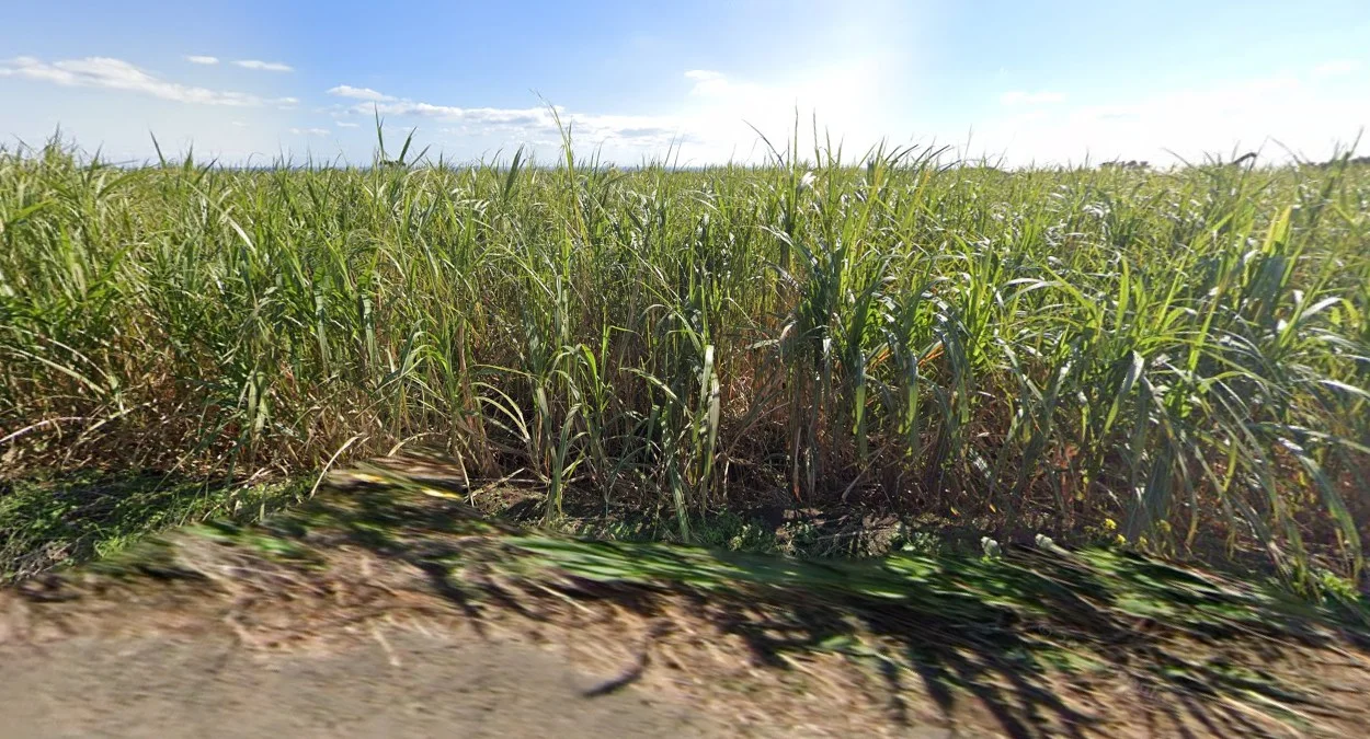 九州南部沖繩甘蔗