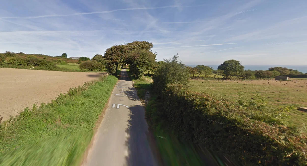 蜿蜒小徑與樹蔭道路