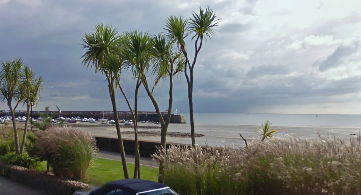 康沃爾棕櫚裝飾植物