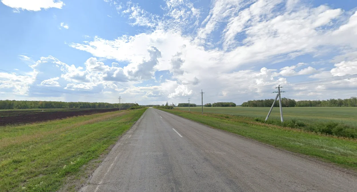 北部茂盛樺樹林