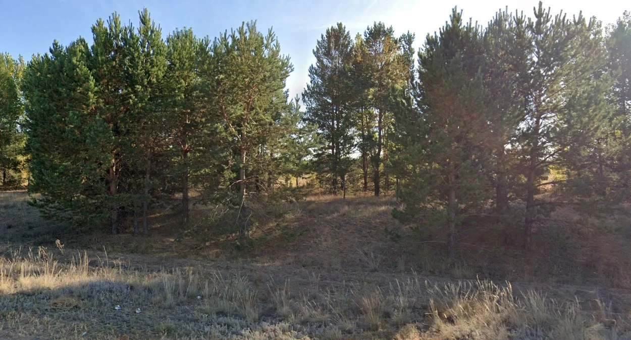 塞米松樹林秋色