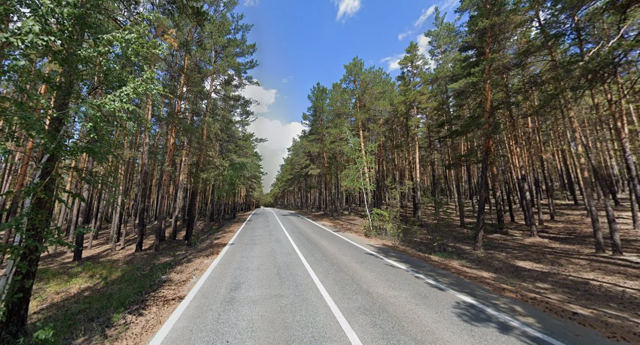 什丘欽斯克北部松林