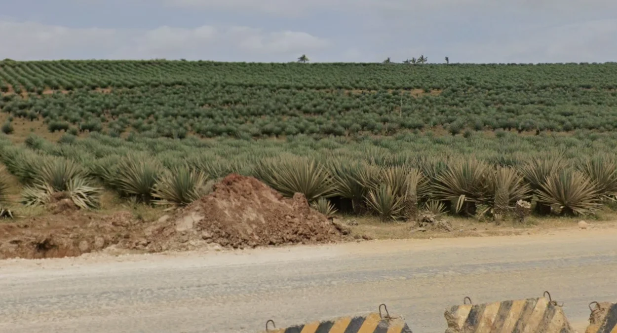 B8公路多肉植物