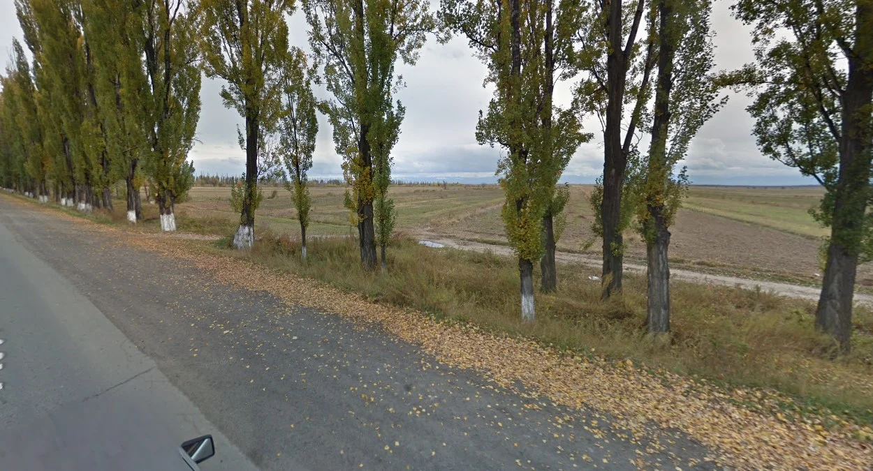 樹木與電線桿底部漆白