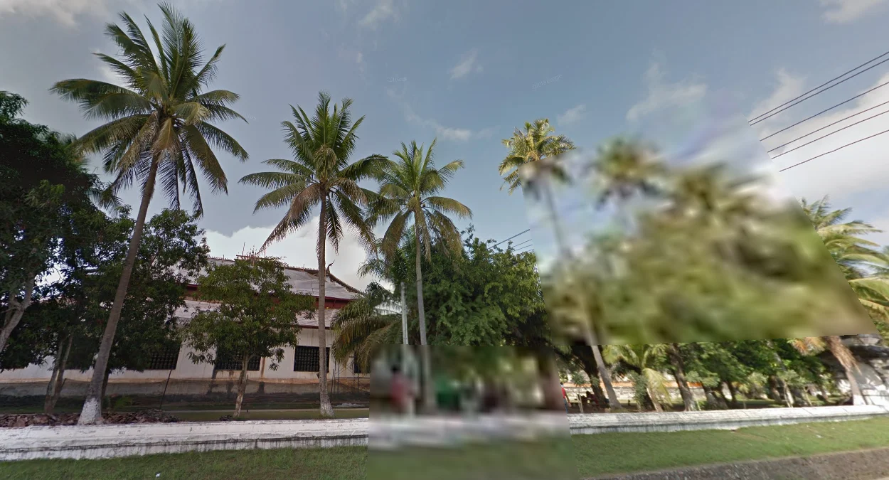 琅勃拉邦常見的棕櫚樹