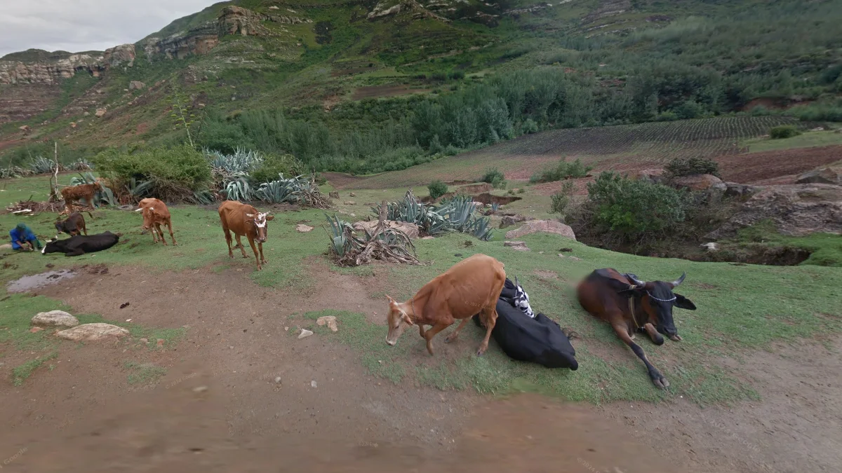 道路上自由放養牲畜