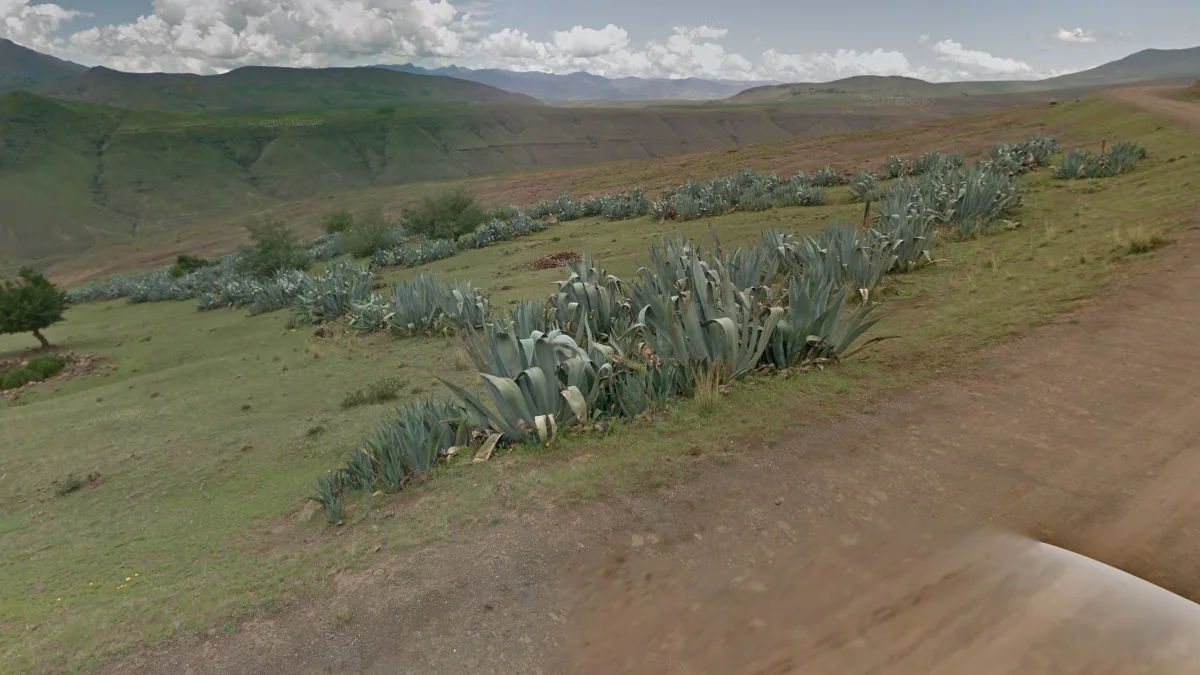 鄉村常見龍舌蘭