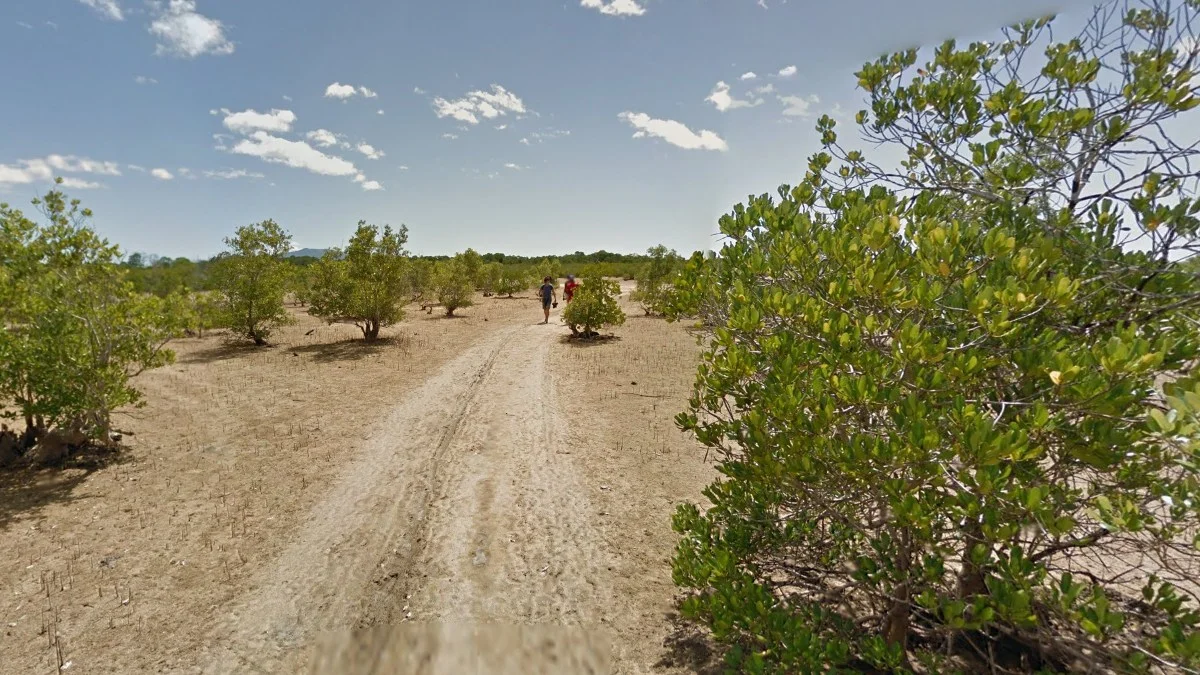 Ambiky南部綠色灌木叢