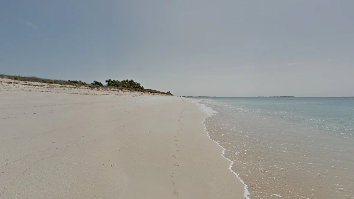 闊葉棕櫚樹環礁