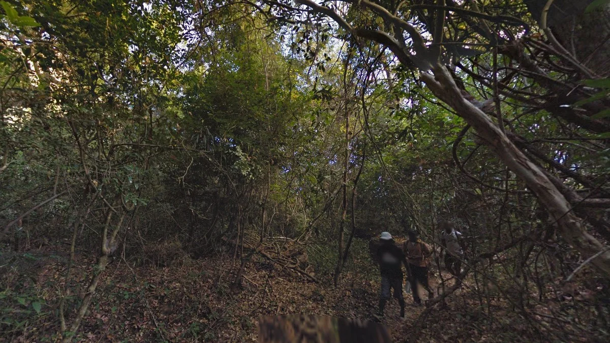 Tsaranoro森林暗色街景