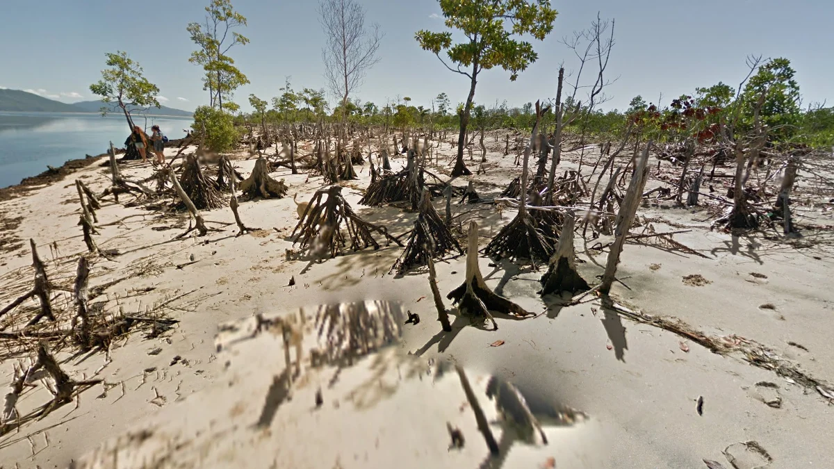 Ambiky西部低矮樹木海灘