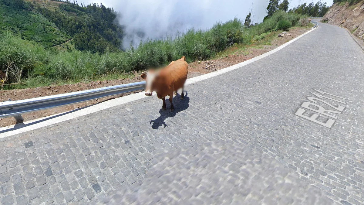 高海拔自由放養牛