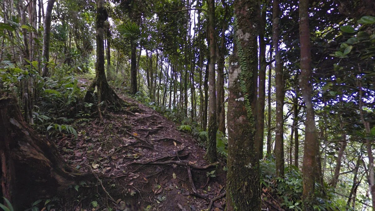 巴拉塔花園的熱帶潮濕感