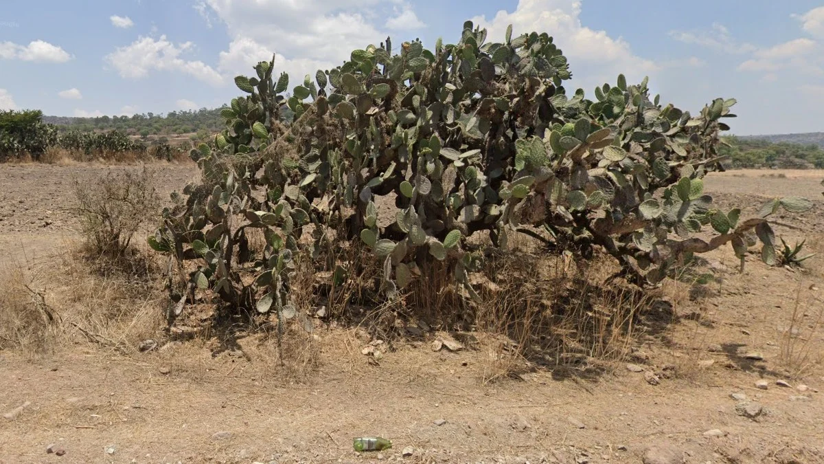 墨西哥常見的扁平仙人掌