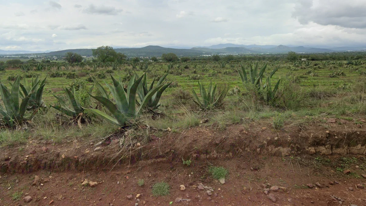 墨西哥中部的普爾克龍舌蘭