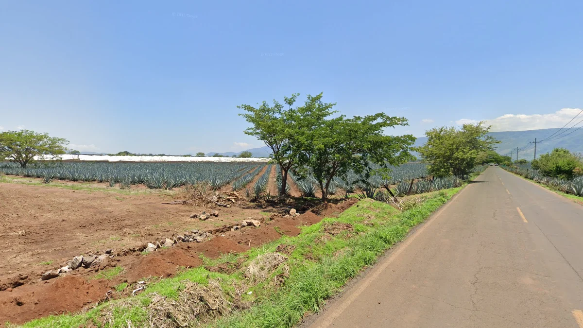 哈利斯科州的藍色龍舌蘭田